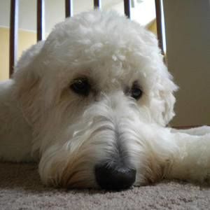 Meet your Posher, Diane